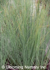 Juncus polyanthemos